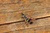 Synanthedon tipuliformis
